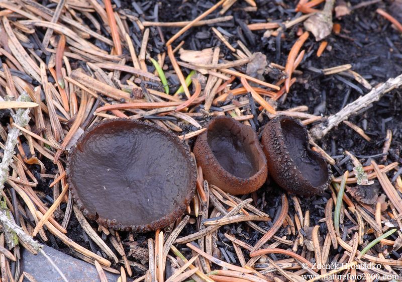 řasnatka, Plicaria endocarpoides, Pezizaceae (Houby, Fungi)